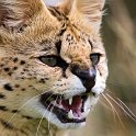 slides/IMG_4318.jpg wildlife, feline, cat, predator, fur, spot, african, serval, fang WBCW17 - African Serval